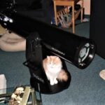 Orion XT8 Telescope with a Cat