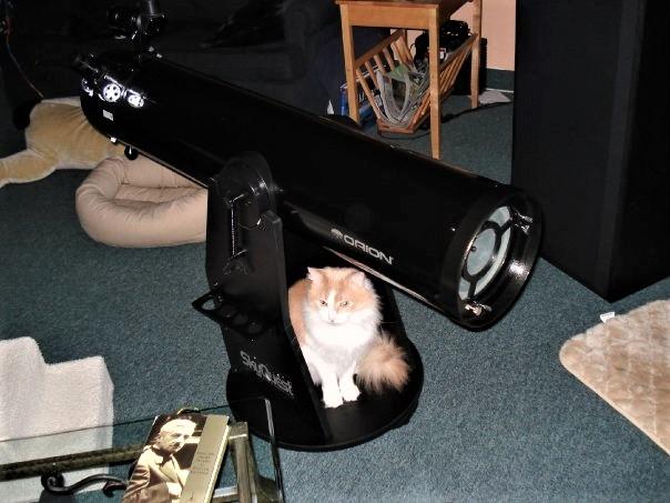Orion XT8 Telescope with a Cat